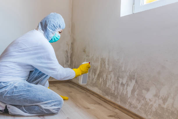 Mold Remediation specialist working in Caledonia