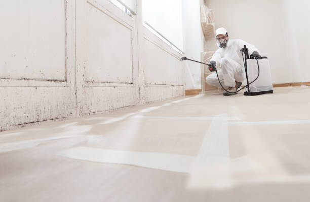 Black mold remediation team in Caledonia
