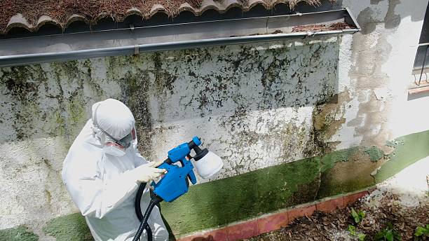 Mold Remediation service in Caledonia, Caledonia, MN